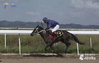 蒙古马视频,草原上的传奇与坚韧