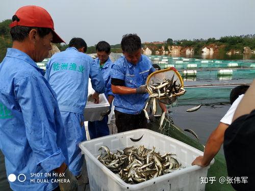 致富经养殖视频大全,养殖视频大全精选，揭秘高效养殖致富之道