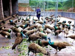 致富经养殖视频大全,养殖视频大全精选，揭秘高效养殖致富之道