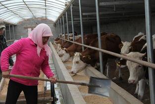 致富经养殖视频大全,养殖视频大全精选，揭秘高效养殖致富之道