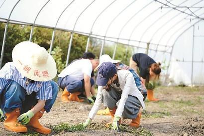 农村创业视频,探索乡村振兴的致富之路