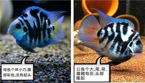 迷你鹦鹉鱼视频,水中精灵的灵动舞姿