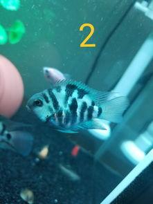 迷你鹦鹉鱼视频,水中精灵的灵动舞姿