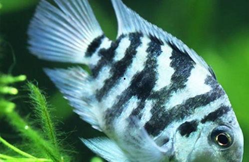 迷你鹦鹉鱼视频,水中精灵的灵动舞姿