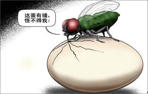 苍蝇的视频,微观世界中的生存智慧