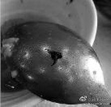 苍蝇的视频,微观世界中的生存智慧