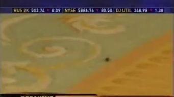 苍蝇的视频,微观世界中的生存智慧