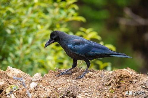 乌鸦视频素材,揭秘自然界的生存智慧
