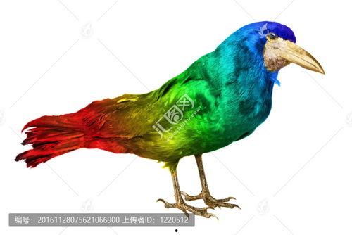 乌鸦视频素材,揭秘自然界的生存智慧