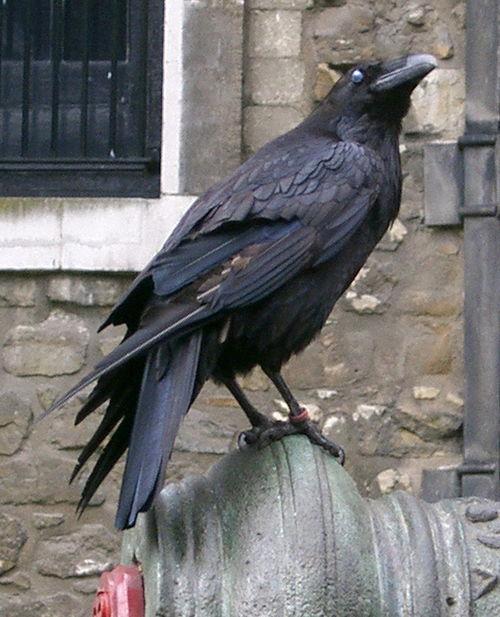 乌鸦视频素材,揭秘自然界的生存智慧