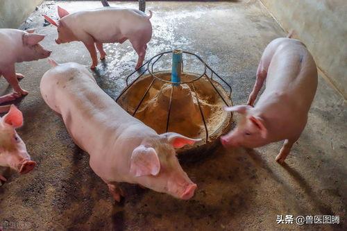 猪拉屎视频,揭秘农场动物生活点滴