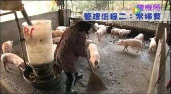 猪拉屎视频,揭秘农场动物生活点滴