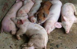 猪拉屎视频,揭秘农场动物生活点滴