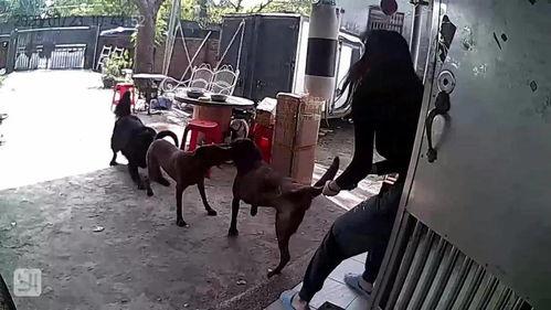 小狗打架视频,一场宠物间的“生死较量”