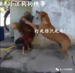 小狗打架视频,一场宠物间的“生死较量”
