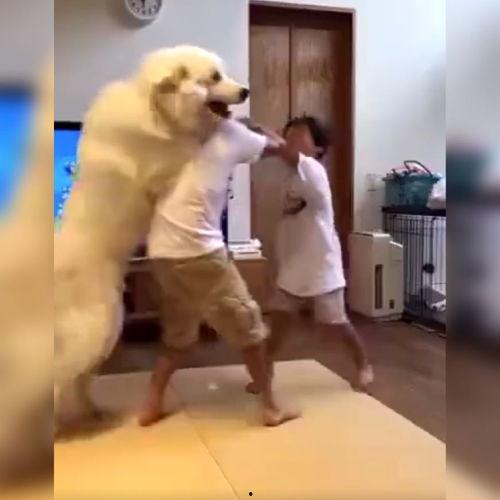 小狗打架视频,一场宠物间的“生死较量”