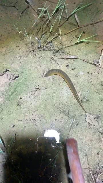 捉鳝鱼视频,揭秘捉鳝鱼视频中的技巧与乐趣