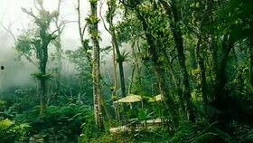 热带雨林视频,地球之肺的生态奇观与生物多样性