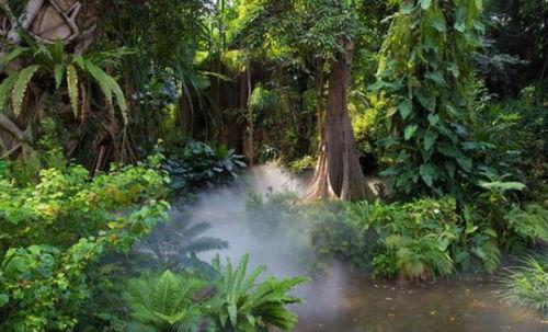 热带雨林视频,地球之肺的生态奇观与生物多样性