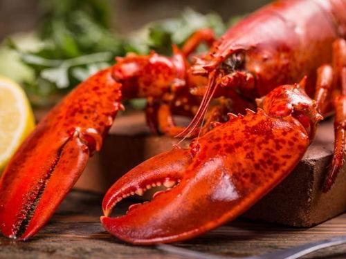 龙虾的视频,探寻海洋美味背后的故事