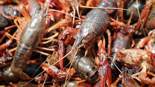 龙虾的视频,探寻海洋美味背后的故事