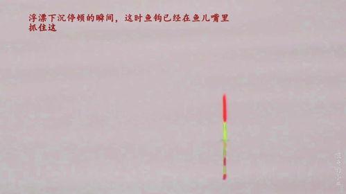 顿口视频,瞬间捕捉生活精彩瞬间