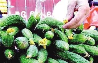 小黄瓜视频,揭秘日常生活中的趣味瞬间