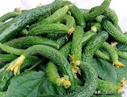 小黄瓜视频,揭秘日常生活中的趣味瞬间