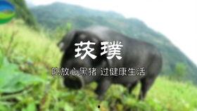 黑猪养殖视频,从选种到出栏的养殖秘诀
