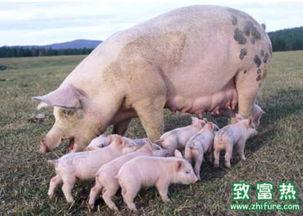 黑猪养殖视频,从选种到出栏的养殖秘诀