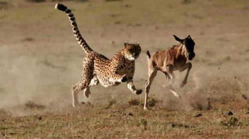 猎豹捕猎视频,速度与力量的完美演绎
