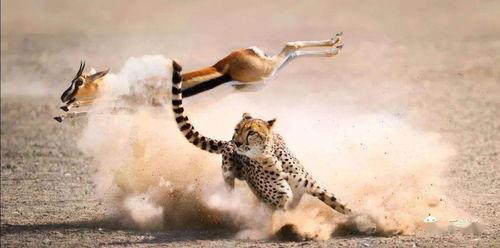 猎豹捕猎视频,速度与力量的完美演绎