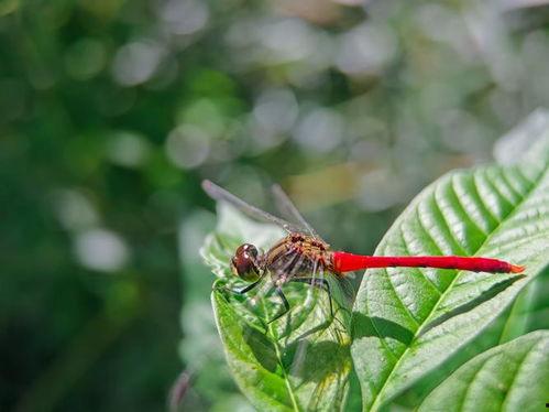 红蜻蜓视频,探寻自然之美与生命奇迹