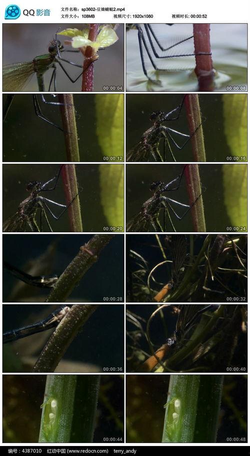 红蜻蜓视频,探寻自然之美与生命奇迹