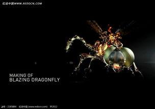 红蜻蜓视频,探寻自然之美与生命奇迹