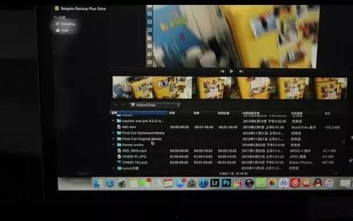 燕子教学视频,轻松掌握鸟类观察与摄影技巧