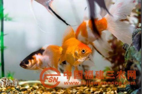 金鱼视频,探寻水下世界的奇妙之旅