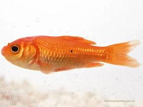 金鱼视频,探寻水下世界的奇妙之旅