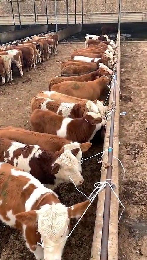 最牛视频,揭秘最牛视频背后的惊人故事