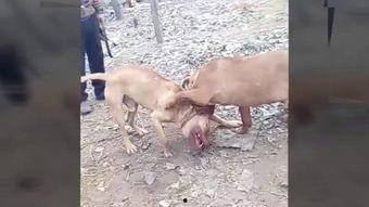 最牛视频,揭秘最牛视频背后的惊人故事