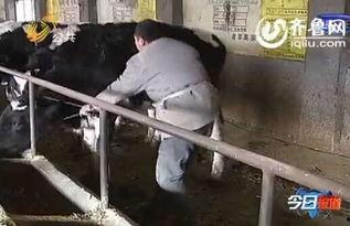 奶牛养殖视频,从饲养到产奶的奥秘解析