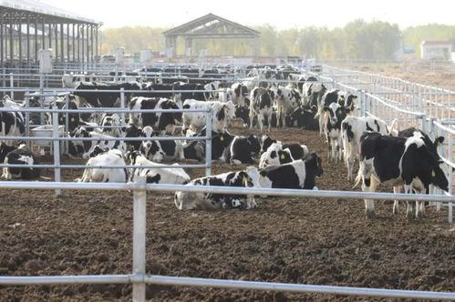 奶牛养殖视频,从饲养到产奶的奥秘解析