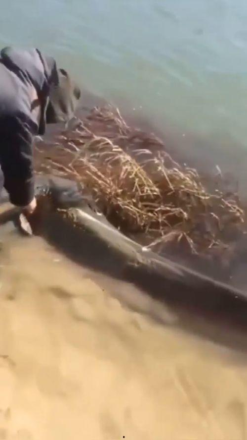 食人视频,食人视频背后的恐怖真相