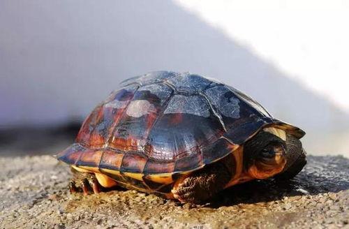 展龟法视频,轻松掌握龟类展示技巧