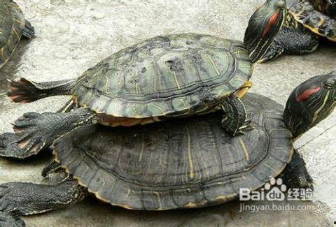 展龟法视频,轻松掌握龟类展示技巧