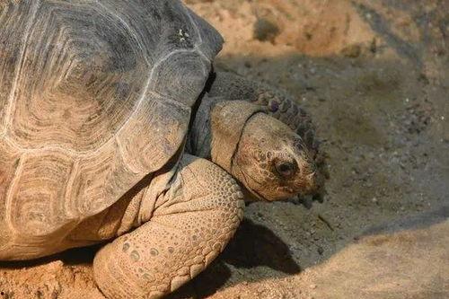 展龟法视频,轻松掌握龟类展示技巧