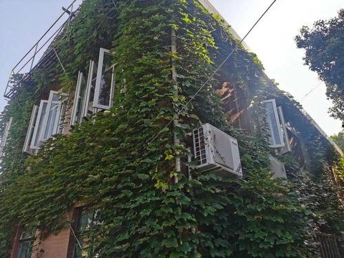 爬山虎视频,探寻自然之美