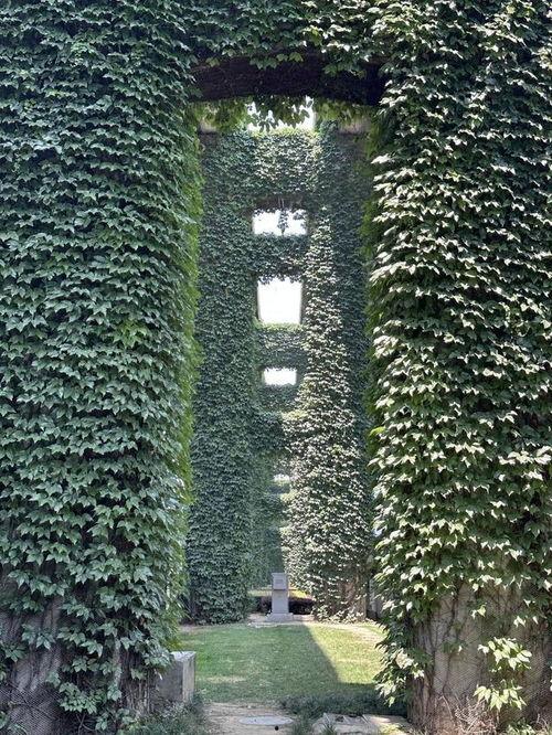 爬山虎视频,探寻自然之美