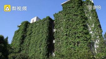爬山虎视频,探寻自然之美