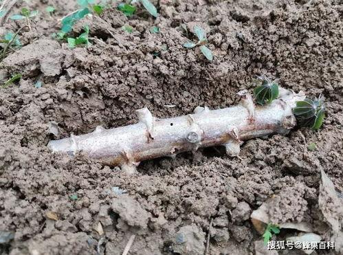木薯种植视频,从播种到收获的实用指南